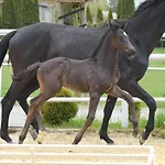 Prohipo Stables - Romantic 4*