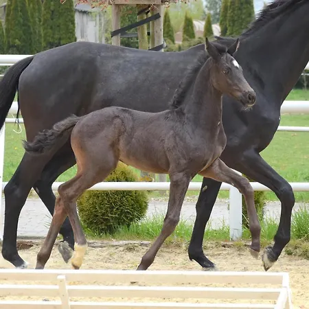 Prohipo Stables - Romantic 4*